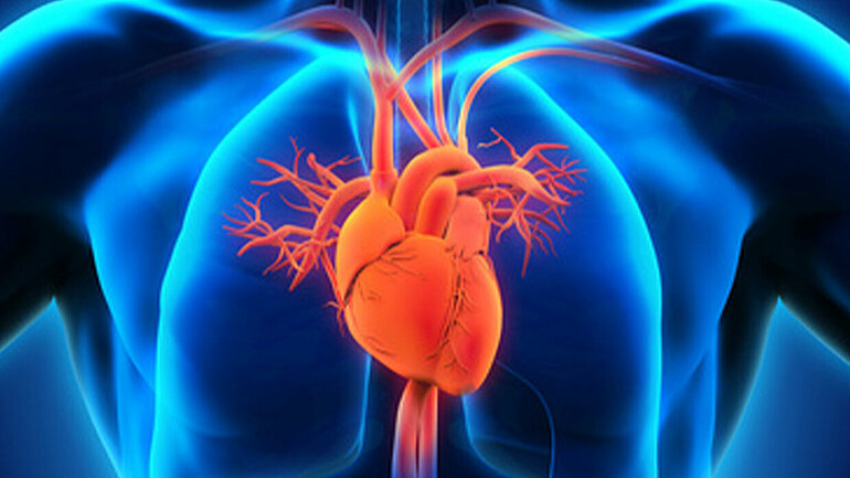 Illustration eines menschlichen Brustkorbs mit Herzen und Gefässen